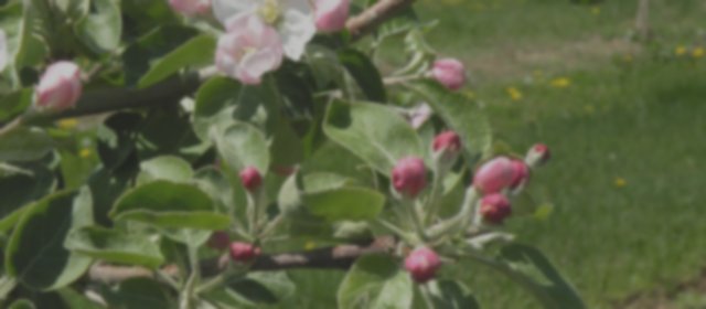 fleurs